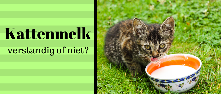 Kattenmelk en snacks, verstandig of niet?