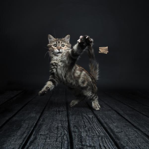 Cat_Dancer_Pro_Model_2
