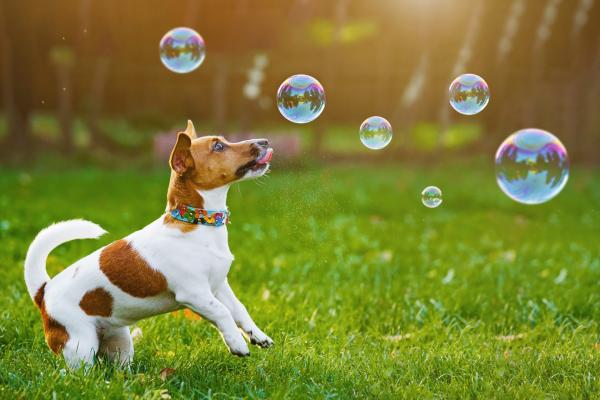 Dog_Comets_Intergalactic_Bubbles_1